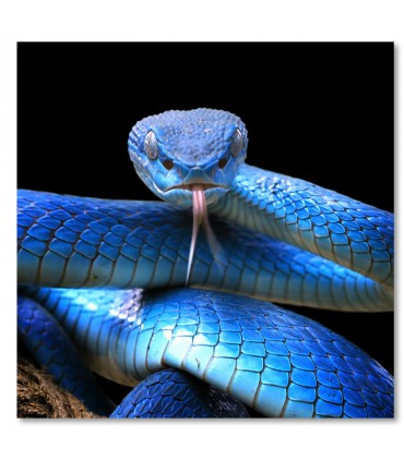 Cuadro serpiente azul sobre fondo negro intenso