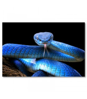Cuadro serpiente azul sobre fondo negro intenso