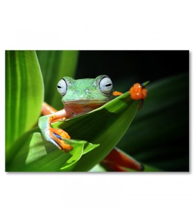 Cuadro rana verde en hojas tropicales