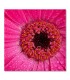 Cuadro gerbera rosa