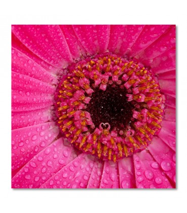 Cuadro gerbera rosa
