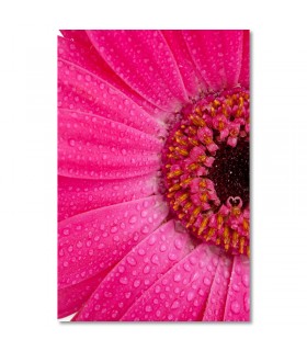 Cuadro gerbera rosa