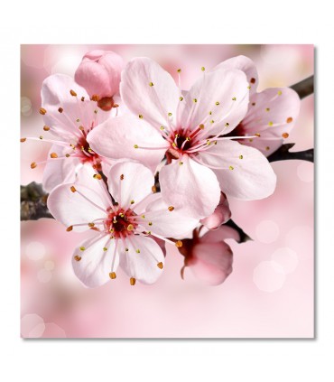 Cuadro flor cerezo rosa