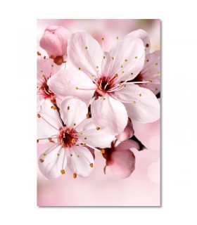 Cuadro flor cerezo rosa