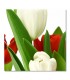 Cuadro tulipanes blancos y rojos