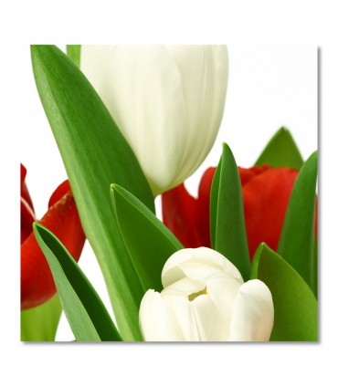Cuadro tulipanes blancos y rojos
