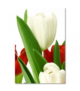 Cuadro tulipanes blancos y rojos