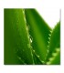Cuadro aloe vera