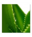 Cuadro aloe vera