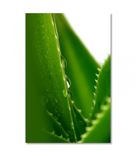 Cuadro aloe vera