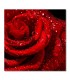 Cuadro rosa roja
