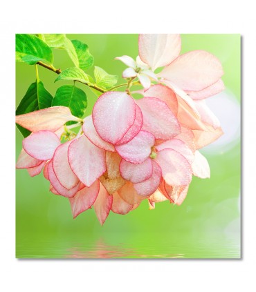 Cuadro flores rosa sobre agua