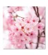 Cuadro flor de cerezo