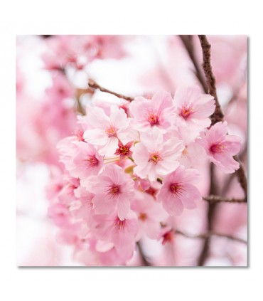 Cuadro flor de cerezo