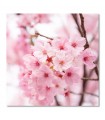 Cuadro flor de cerezo