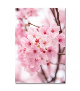 Cuadro flor de cerezo
