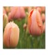 Cuadro tulipanes coral