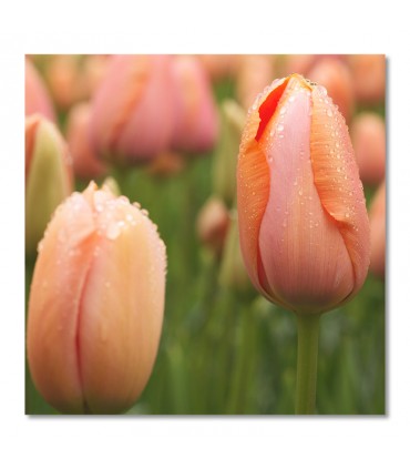 Cuadro tulipanes coral