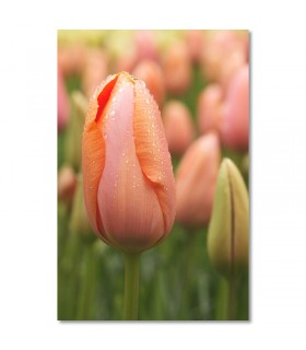 Cuadro tulipanes coral
