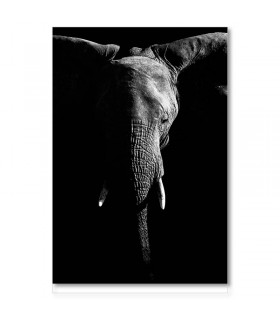 Cuadro elefante blanco y negro