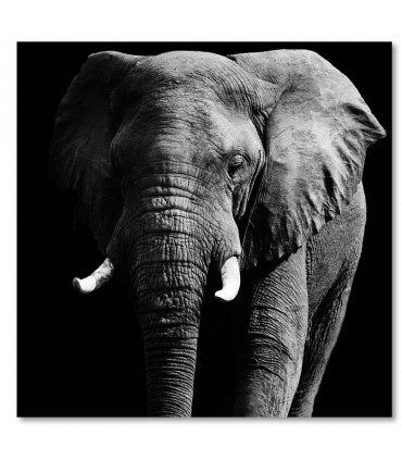 Cuadro elefante frontal blanco y negro