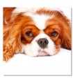 Cuadro perro Cavalier King Charles