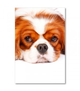 Cuadro perro Cavalier King Charles