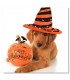 Cuadro perro Halloween con calabaza